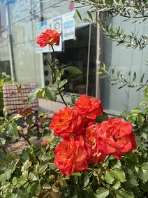 ¼Ì¿¿-9308